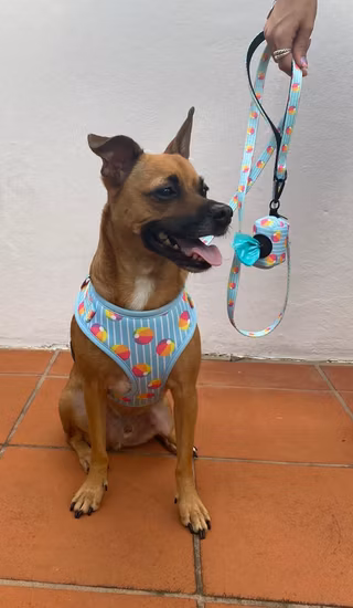 Hanyang 2023 Pet Haresses Set Néoprène Personnalisé Designer De Luxe Réversible Réglable Personnalisé Chien Harnais avec Collier De Chien Laisse Merde Sac Titulaire